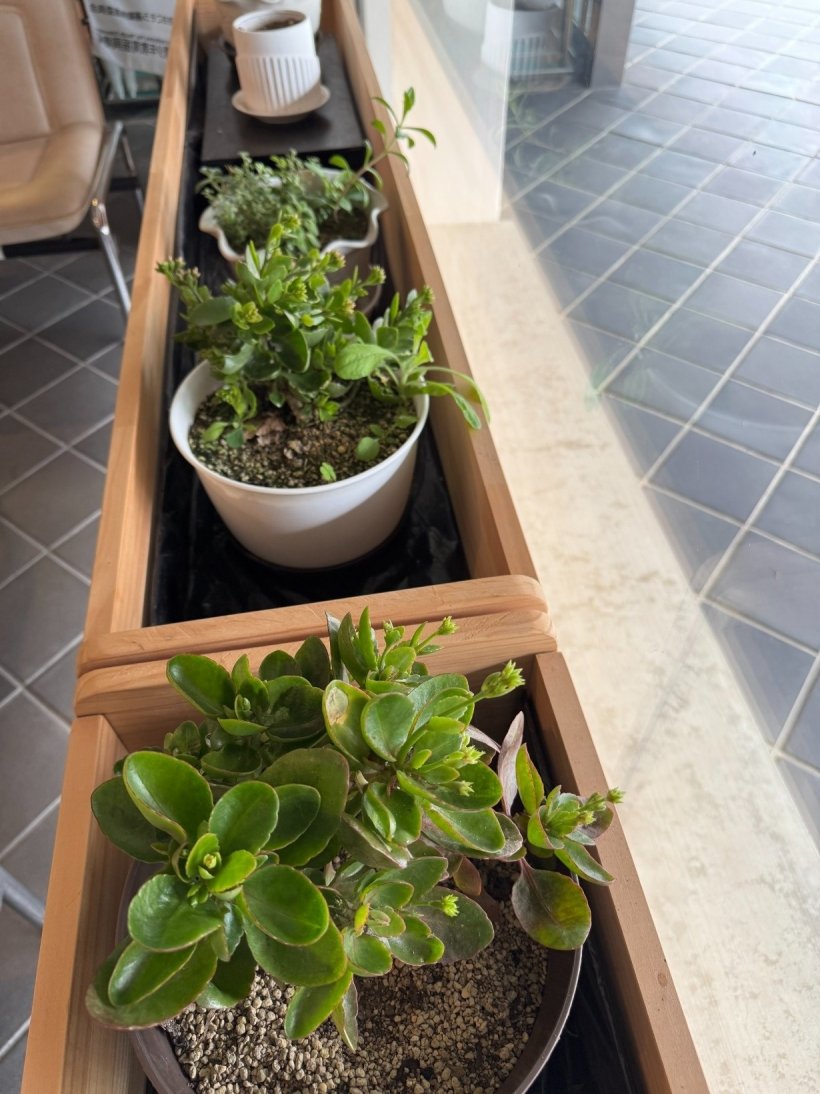 木の棚にある植物たち